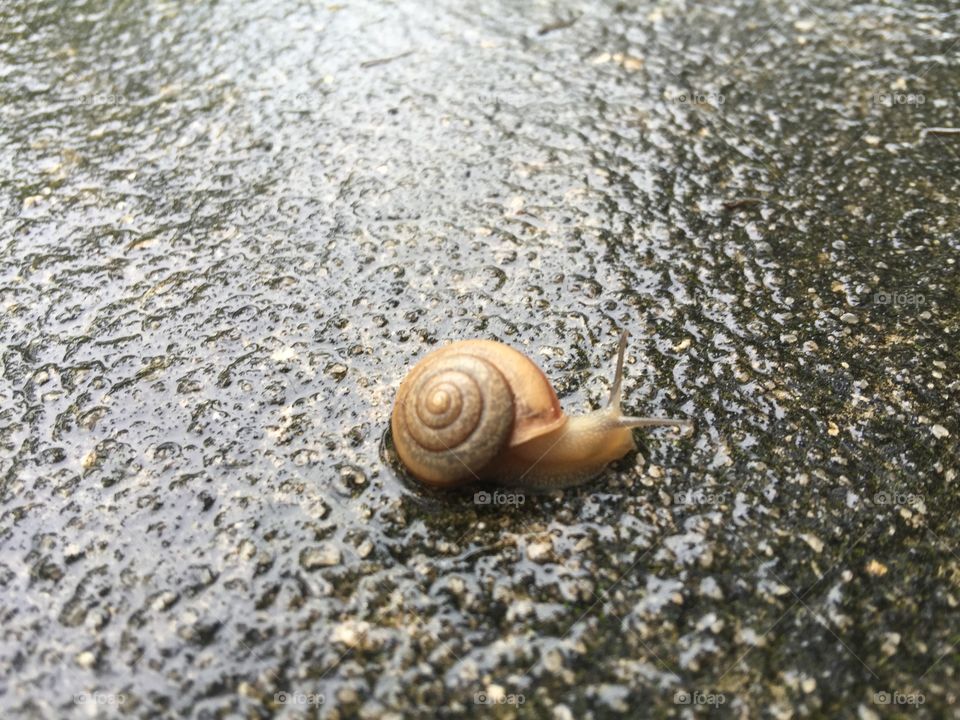 Snail on the wet ground