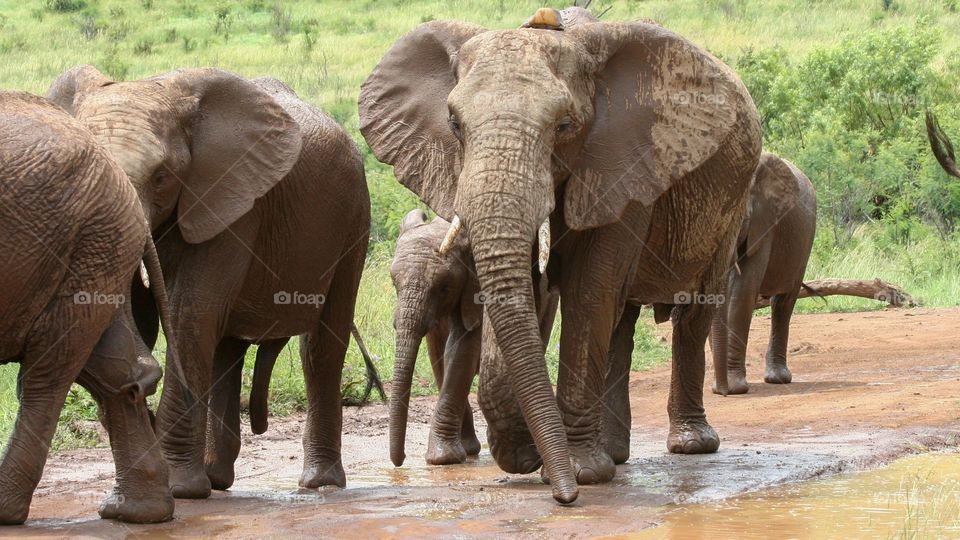 A herd of elephants walking over the road. 