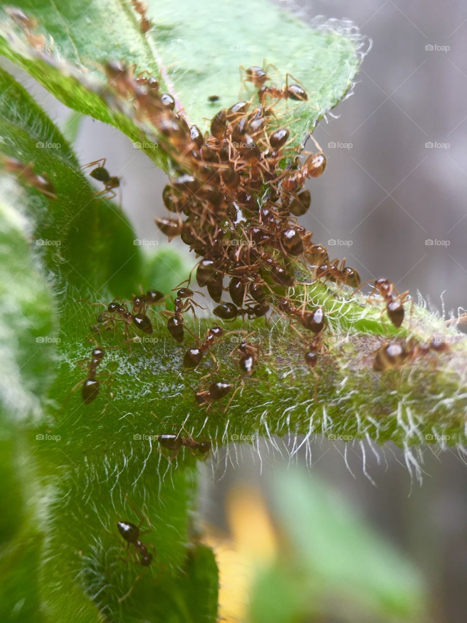 Pile of ants working on some sweets