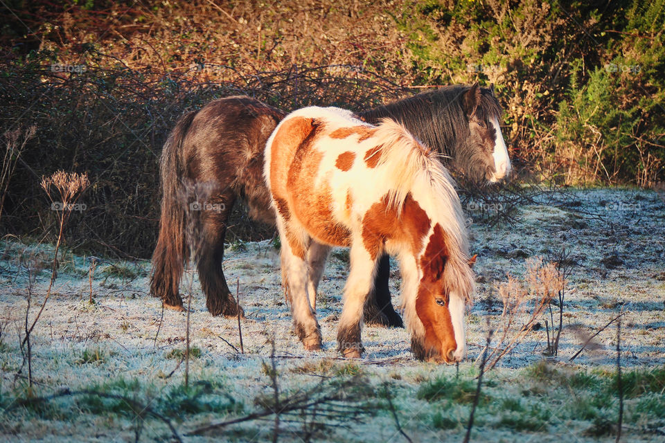 Horses at frozen pasture