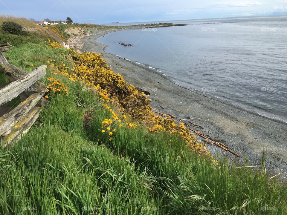 Yellow field of flowers