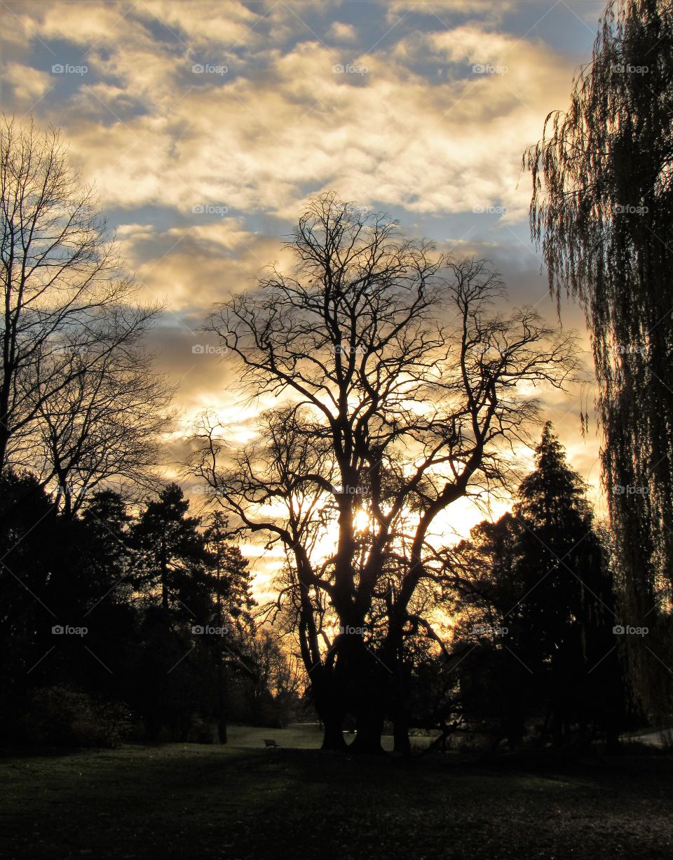 Dawn, Tree, Landscape, Fall, Sun