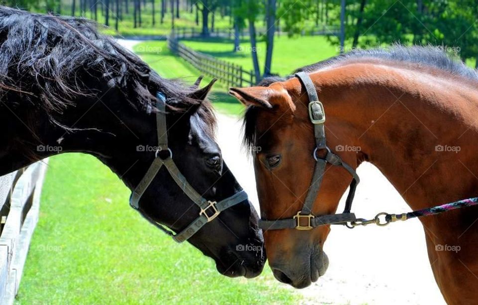 High angle view of horses