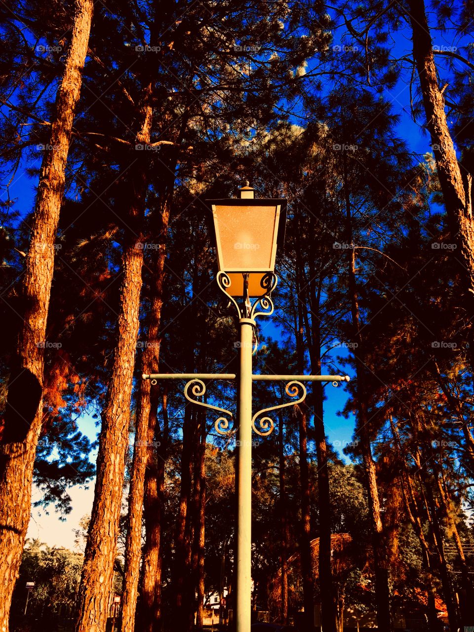 A back-to-Narnia style of lamp post surrounded by trees.