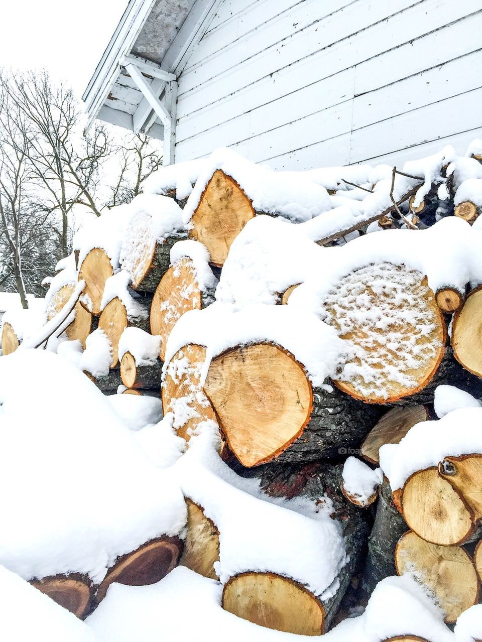 Winter Firewood Stockpile