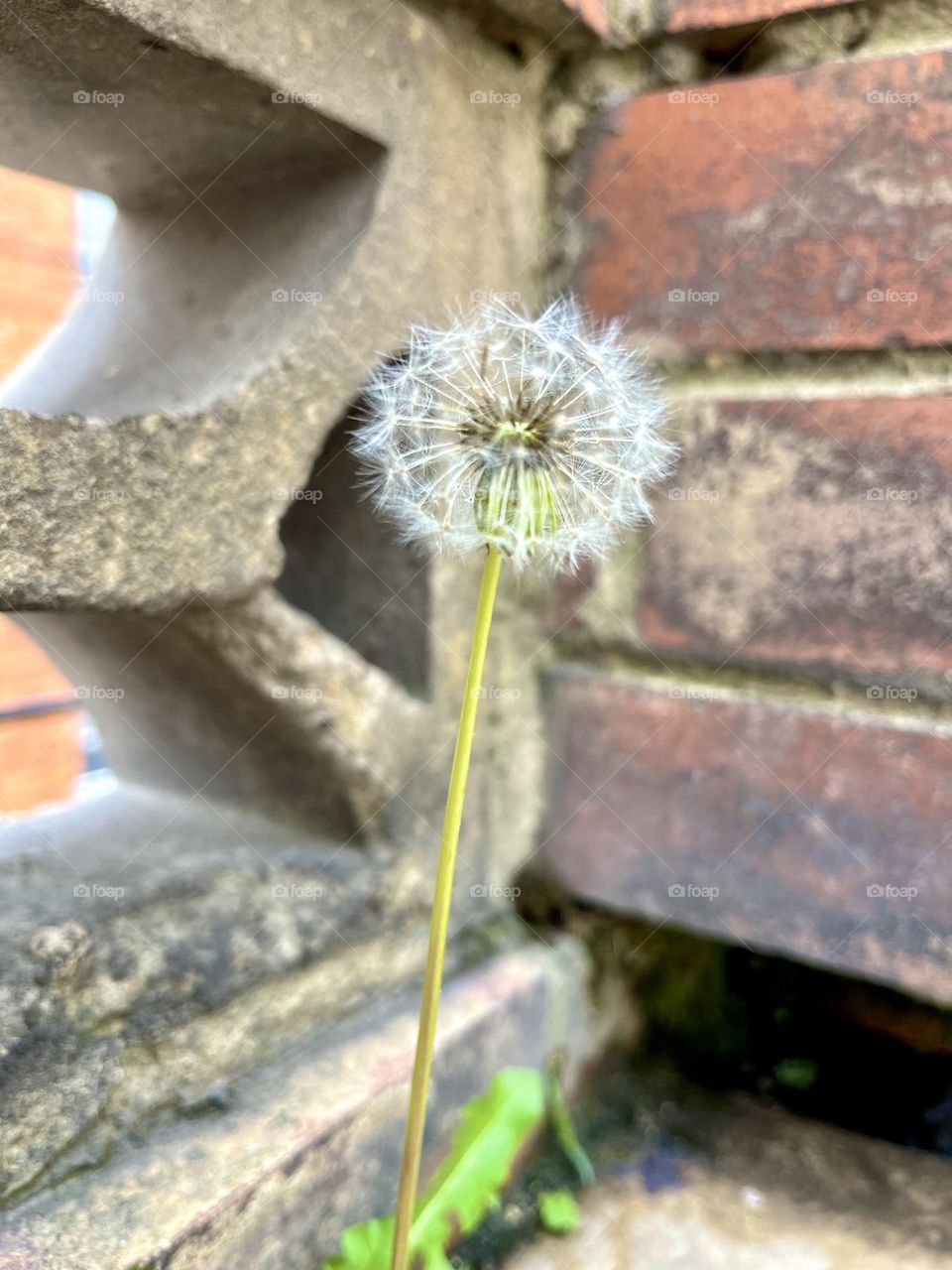 A dandelion on the earth day