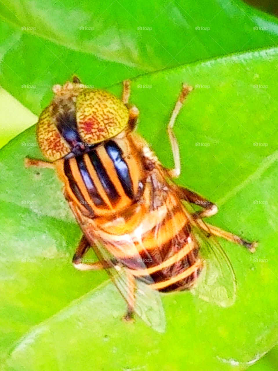 Eristalinus arvorum.