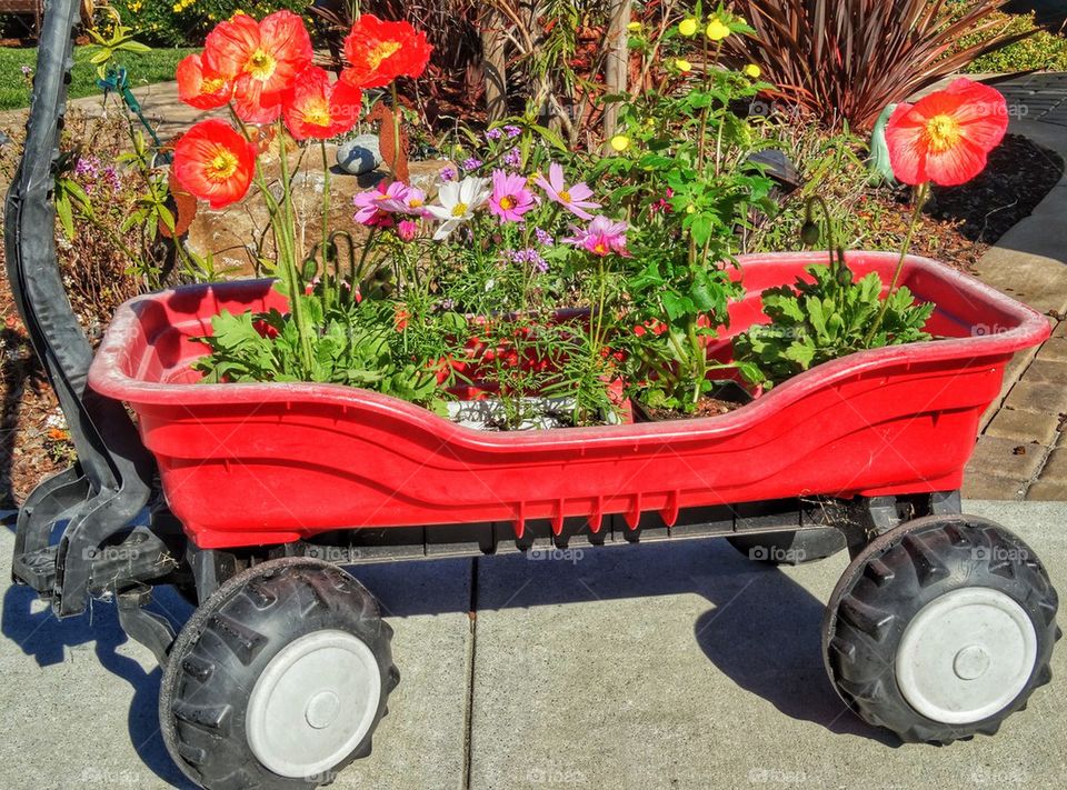 Red Wagon Full Of Flowers
