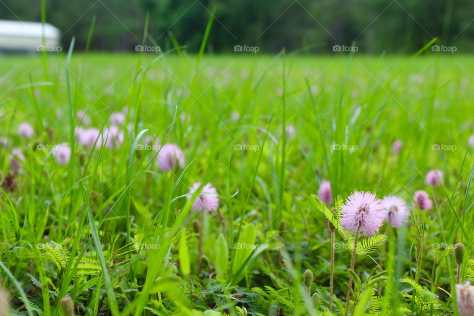 Pink flowers in a green field