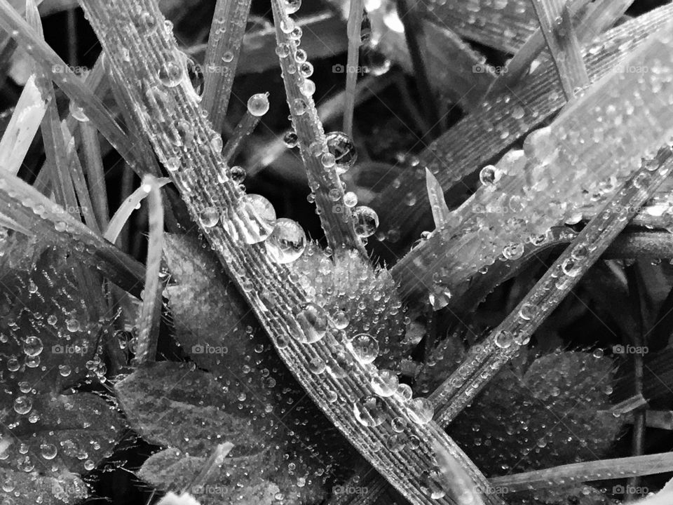 Water pearling of some leafs ...