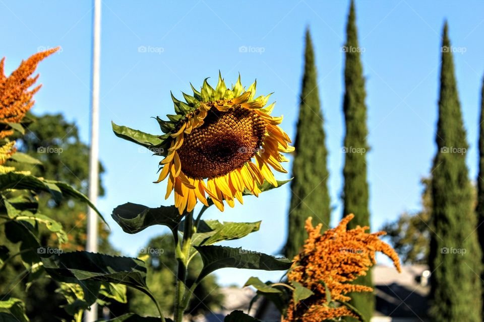 sunflower