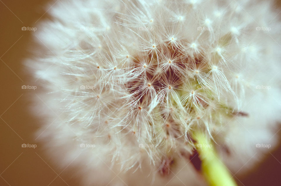 dandelion
