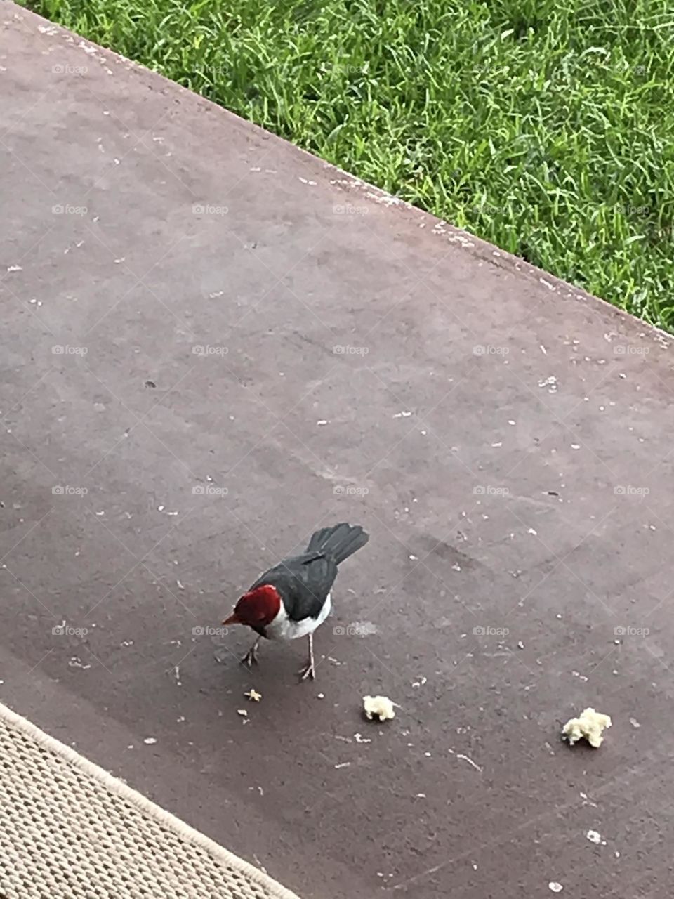 Our daily visitor while on vacation in Hawaii 