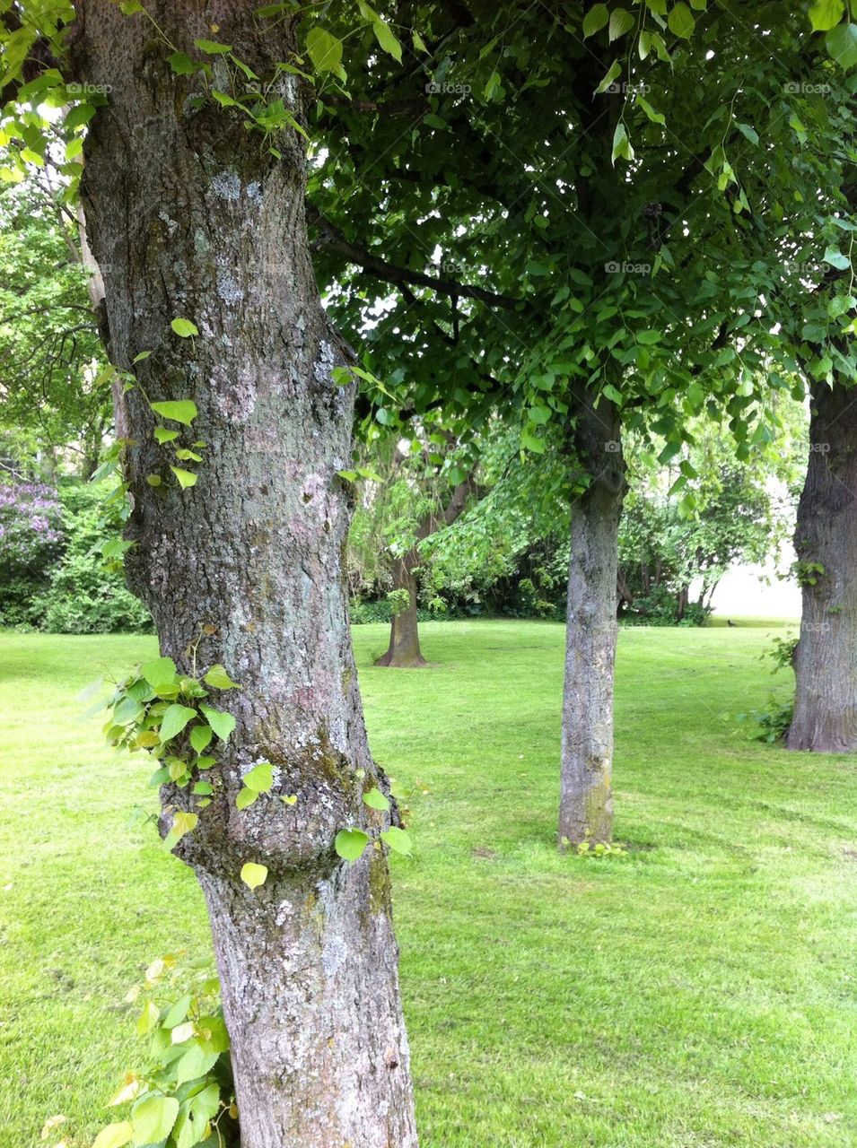 green sweden göteborg tree by ingelad
