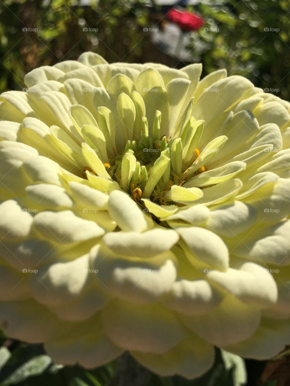 White Zinnia