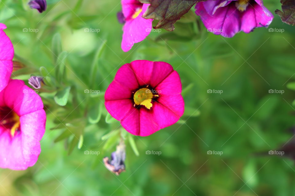 Pink and yellow flower
