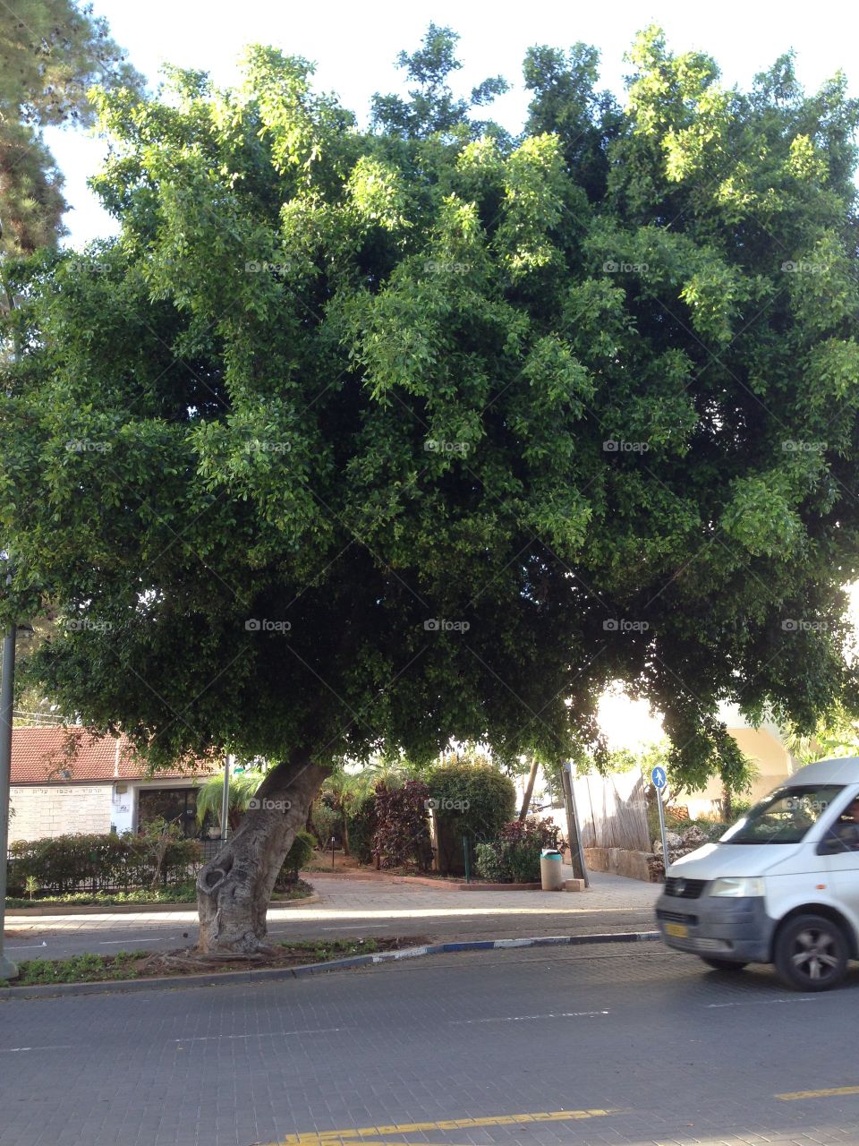 Big green tree