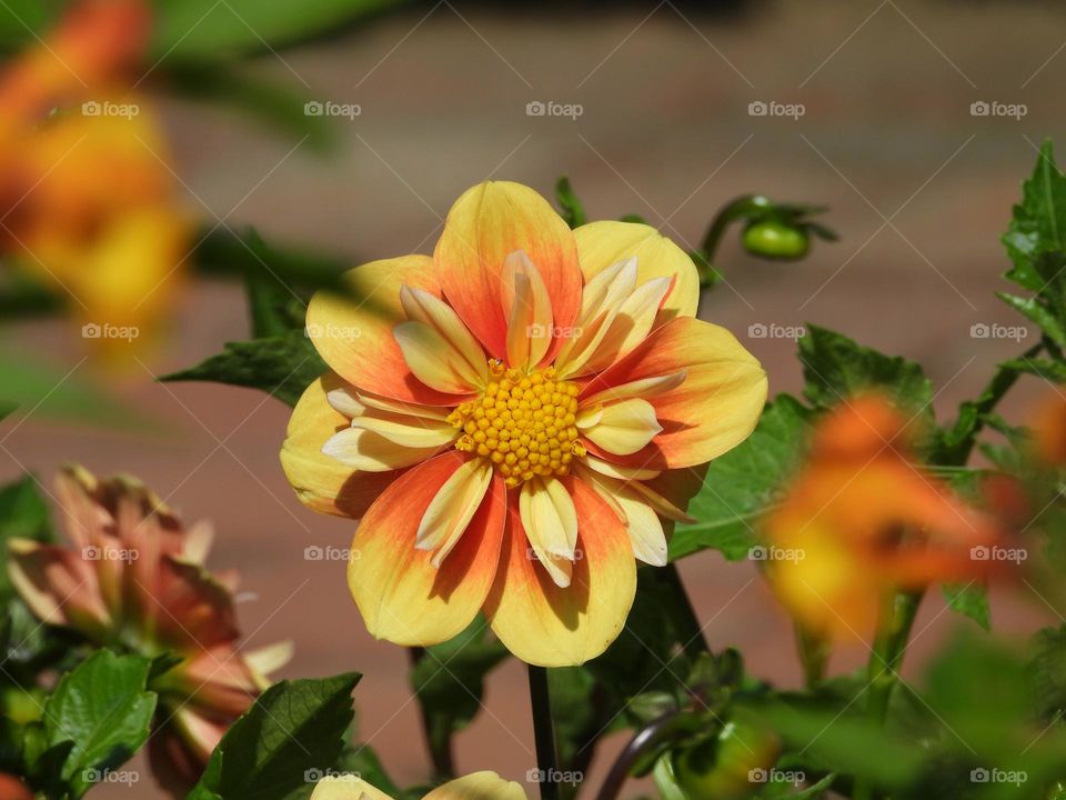 Battle: Spring vs. Winter -Beautiful Tri-colored Dahlia - The dahlia has eight apricot-coloured petals with a cherry-red wreath surrounding an orange-yellow heart.