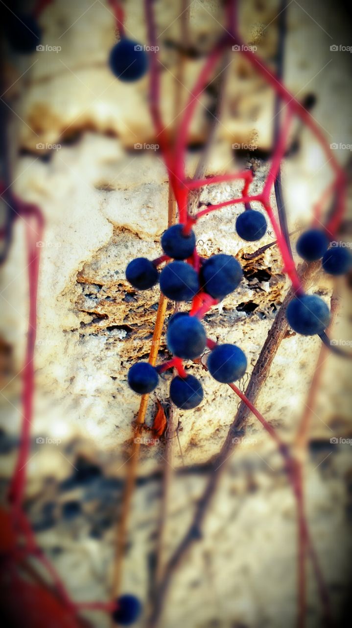 wild grapes