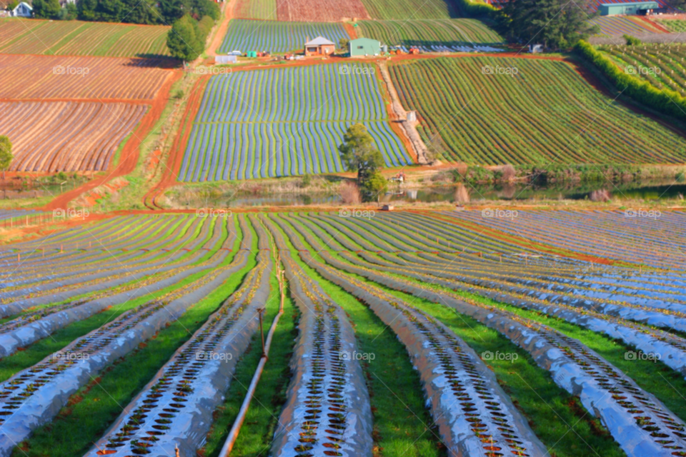 Cultivated strawberry field