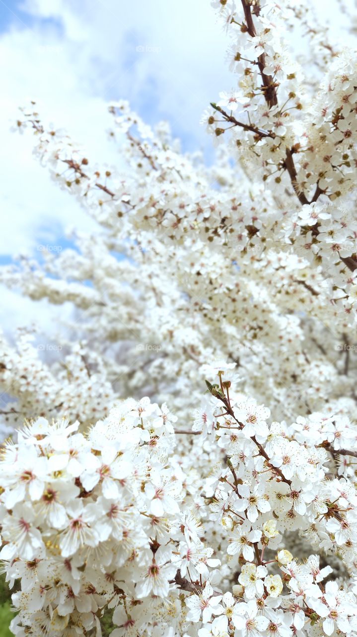 white flowers