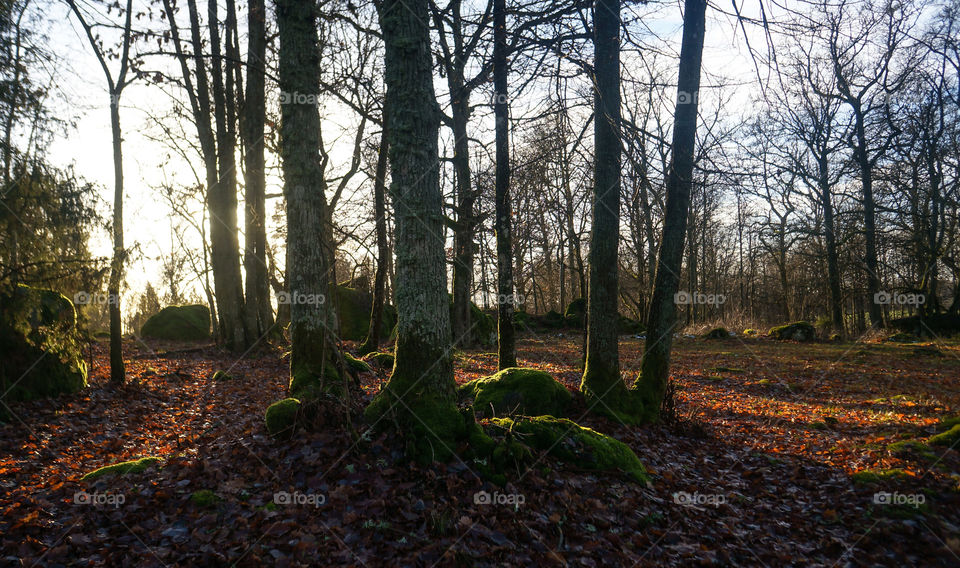 Also beautiful winter without snow