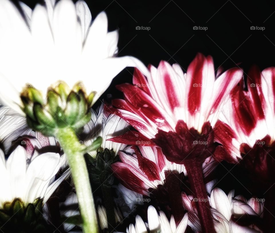 Christmas Time Bouquet