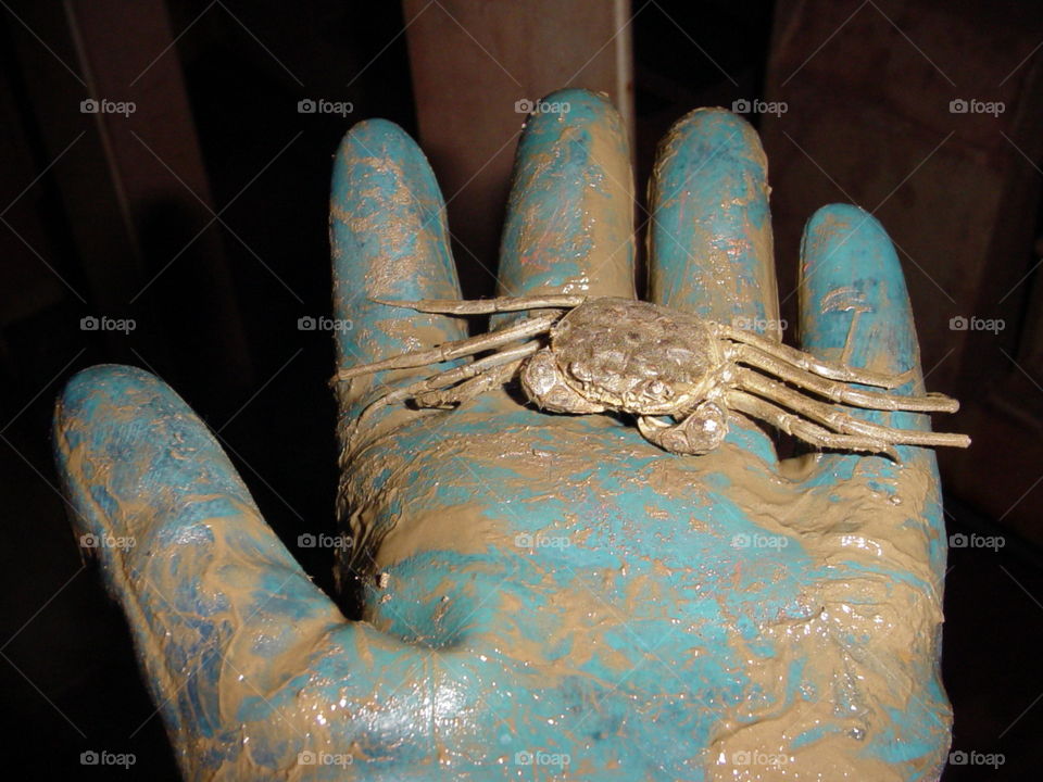 # Crab# Amphibian# Mud# animalia kingdom# defensive mode#