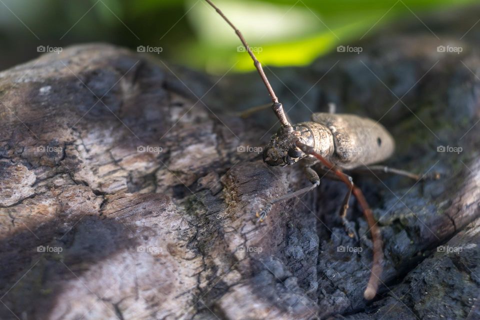 insects are on the wood