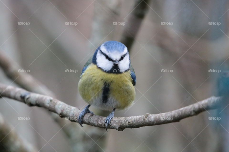 Blue tit