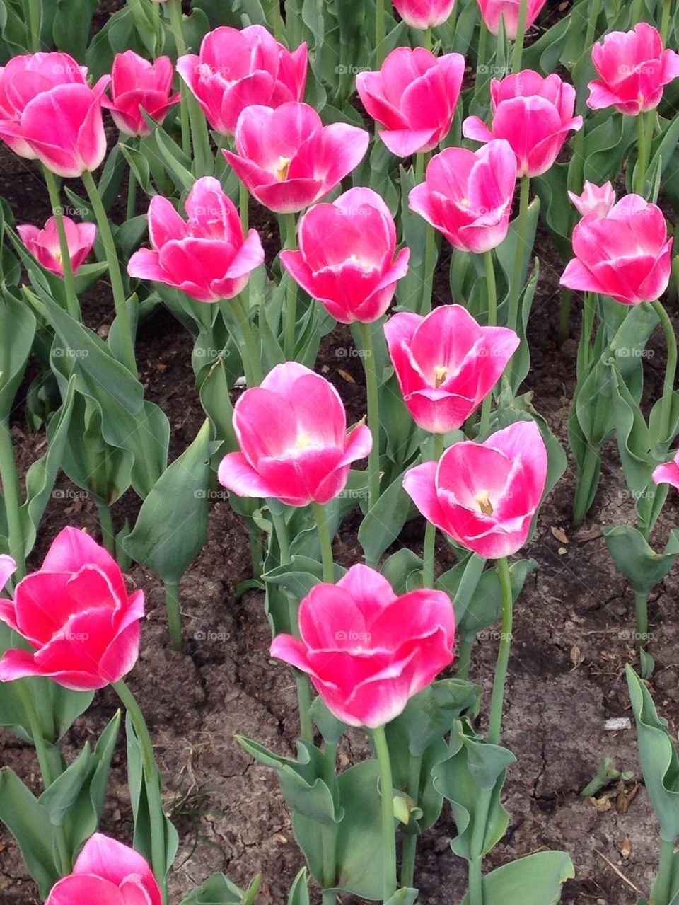Pink tulips 
