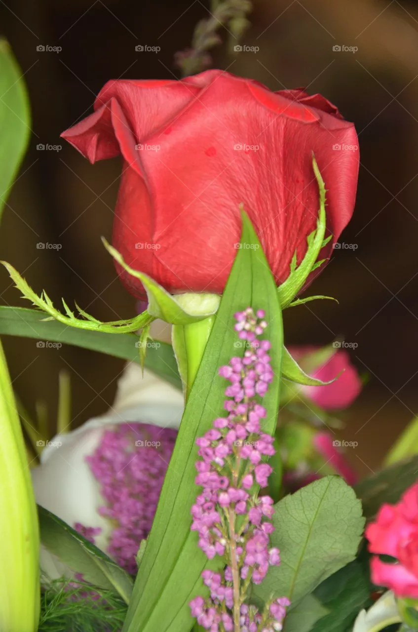 flower