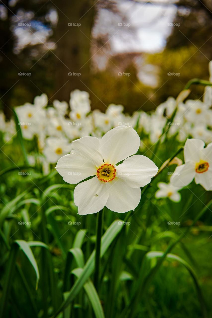 A Sea of Daffodils