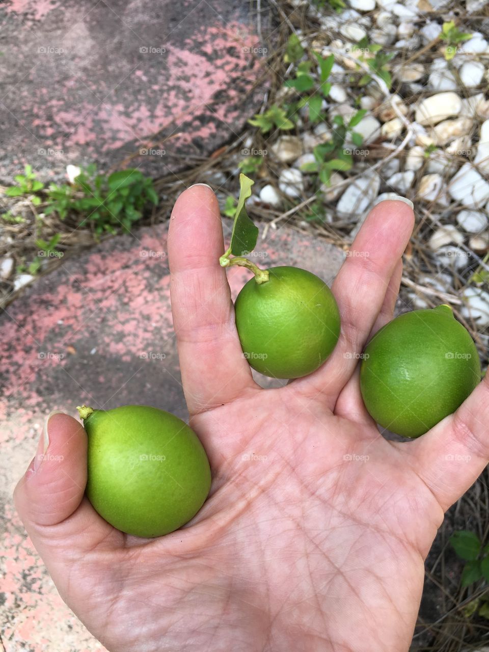 Three limes