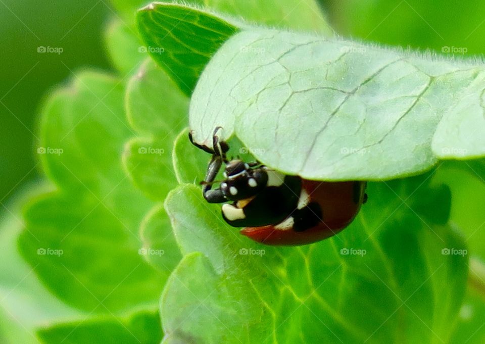 Ladybird