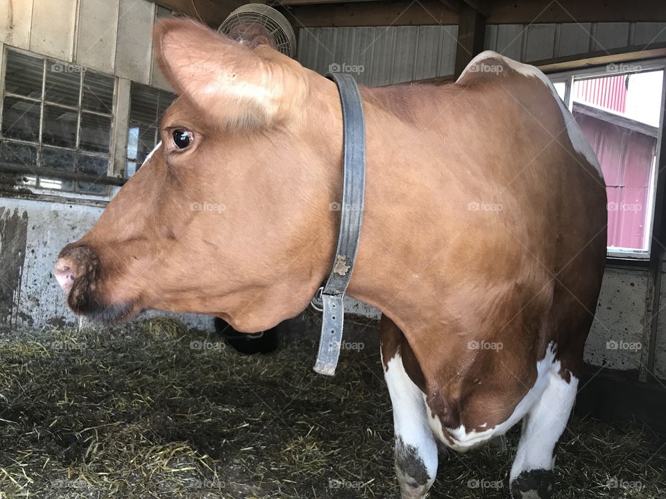 Cow waiting to give birth. 