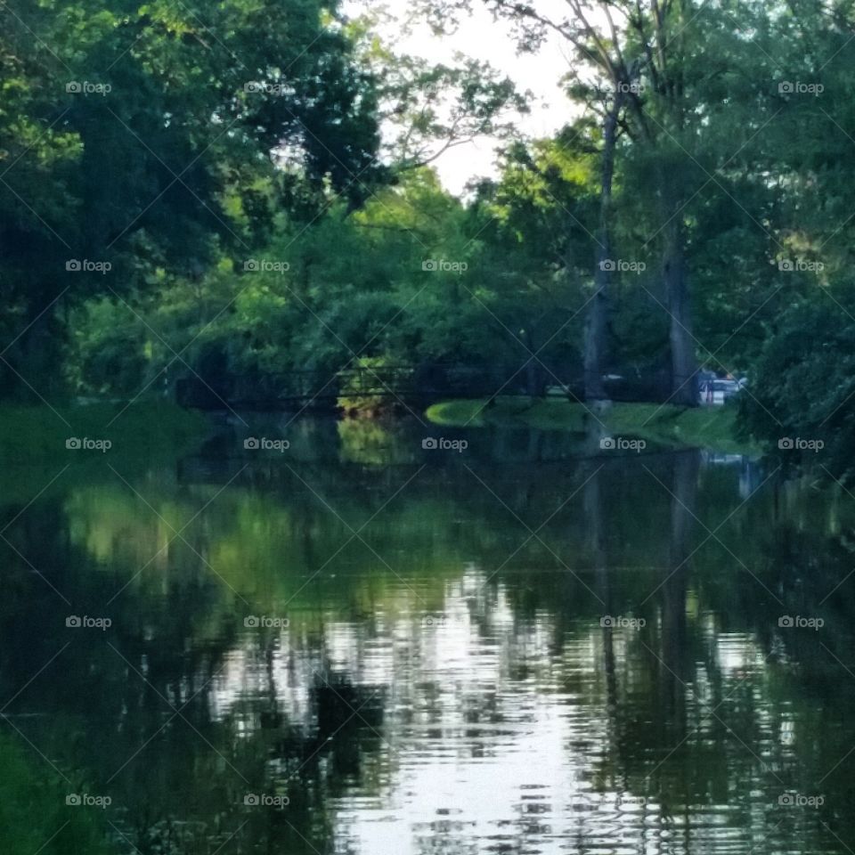 peaceful deep woods in a city park