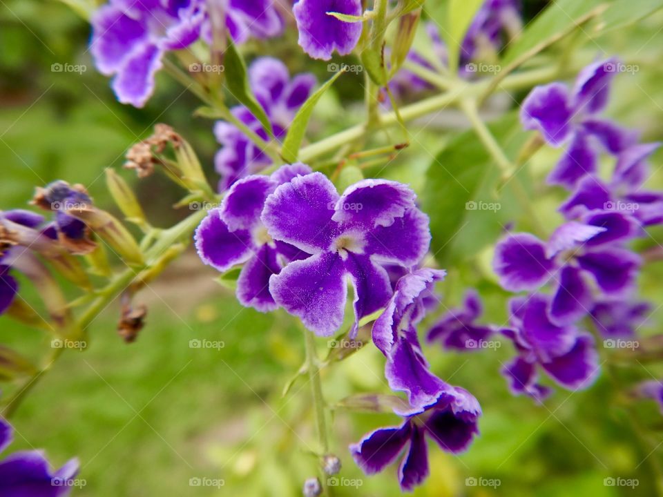 Violet flowers, duranta plumieri