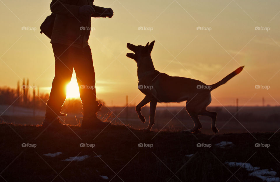 Man and malinois dog