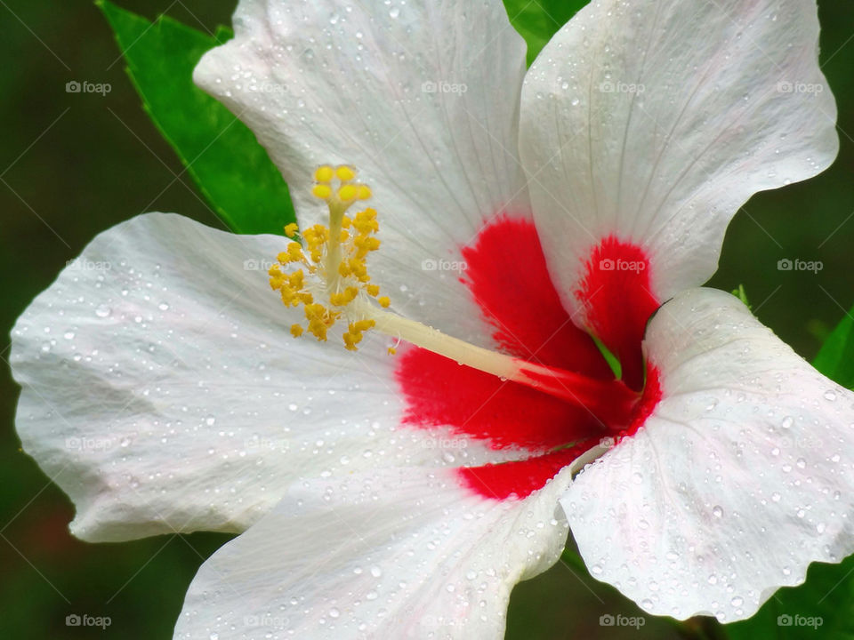 green yellow pollen flower by sonchai