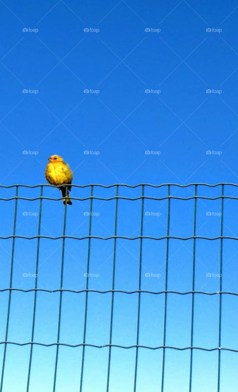 A little yellow bird perched on a metal fence