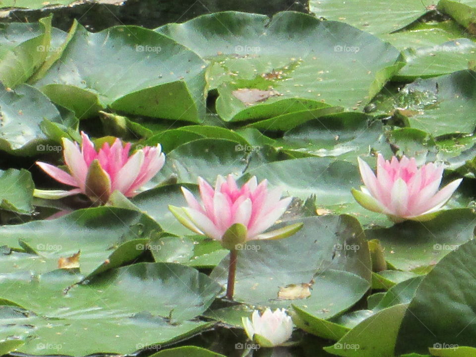 Nimfey. Water lily.