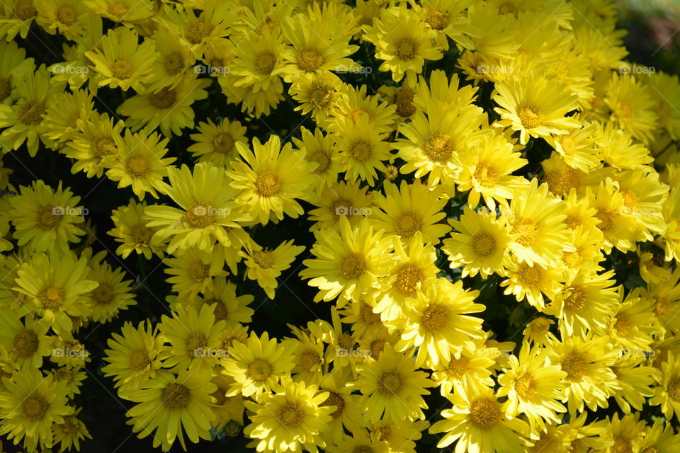 Yellow Mums for Fall Decorations.