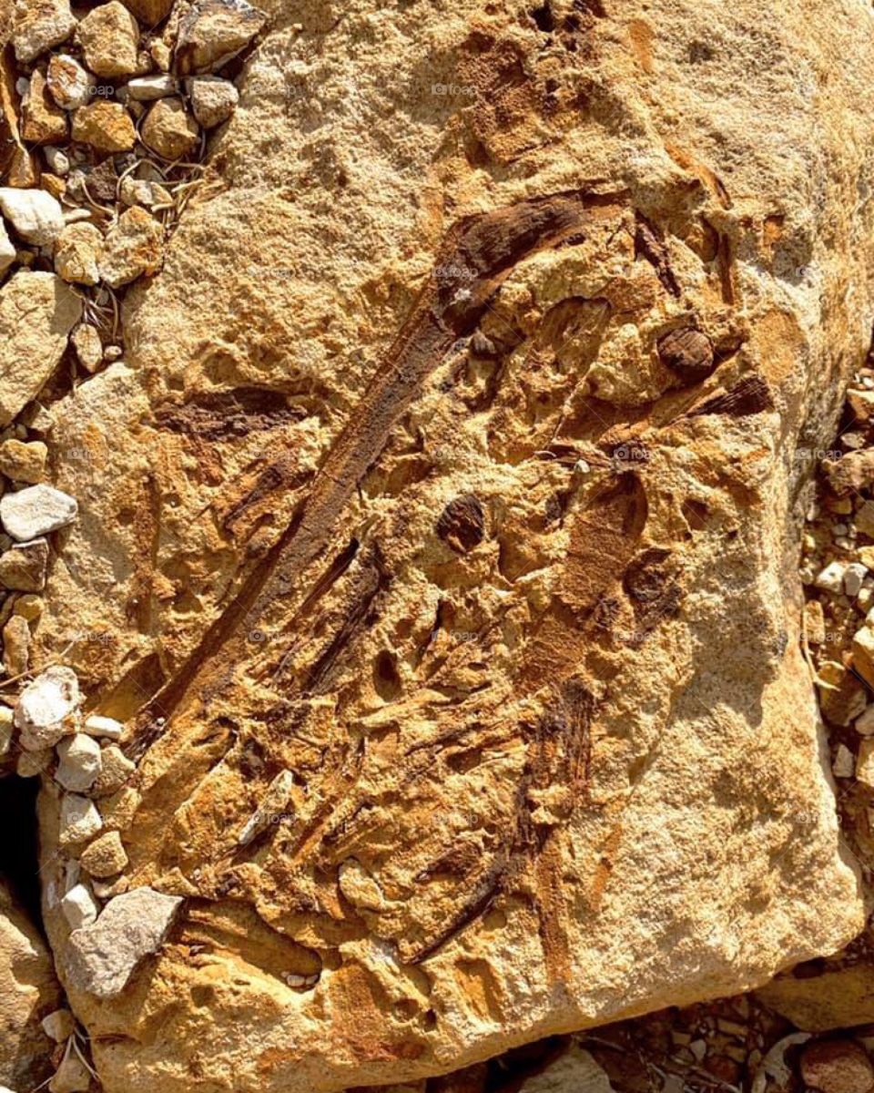 Some interesting found in the rock