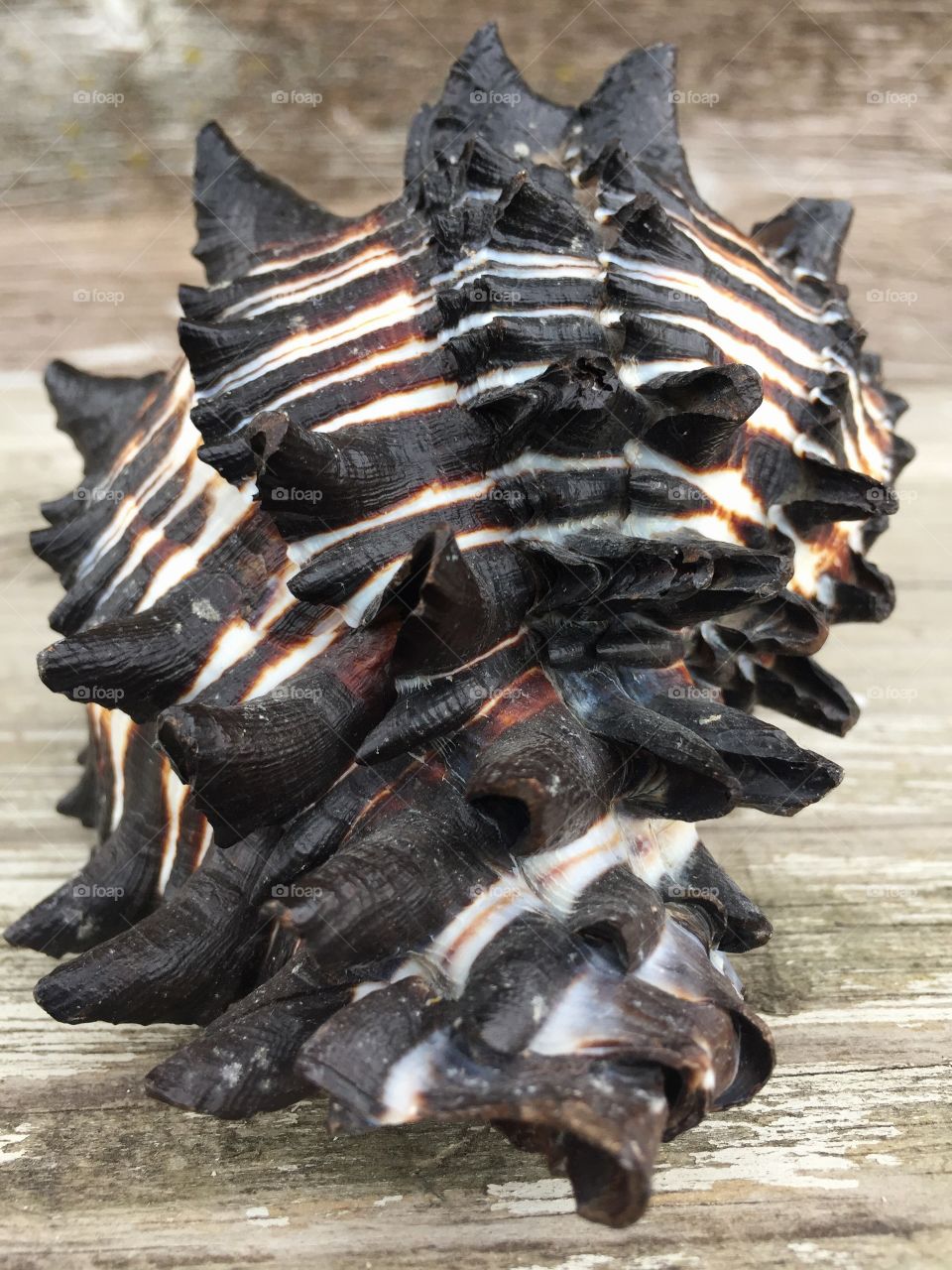 Conch shell on beach