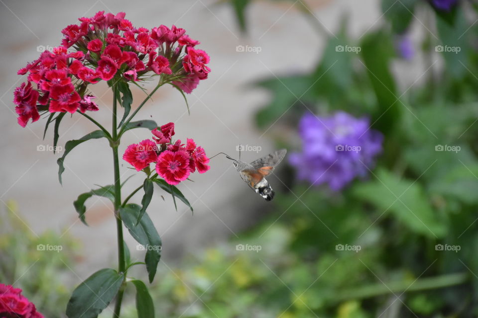 Macroglossum stellatarum