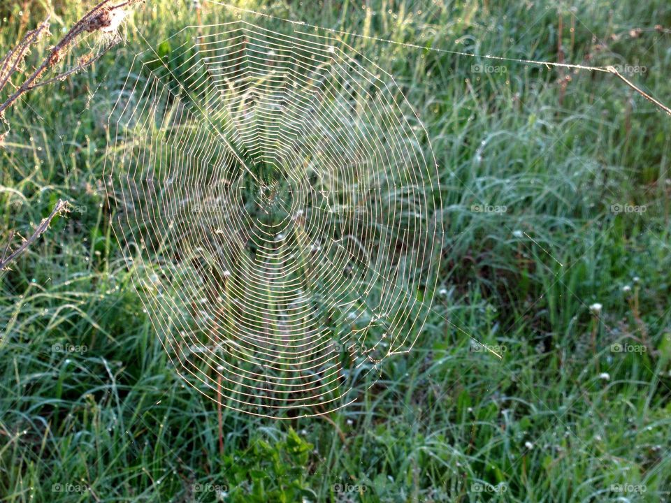cobweb, worker spider weaves webs to catch flies