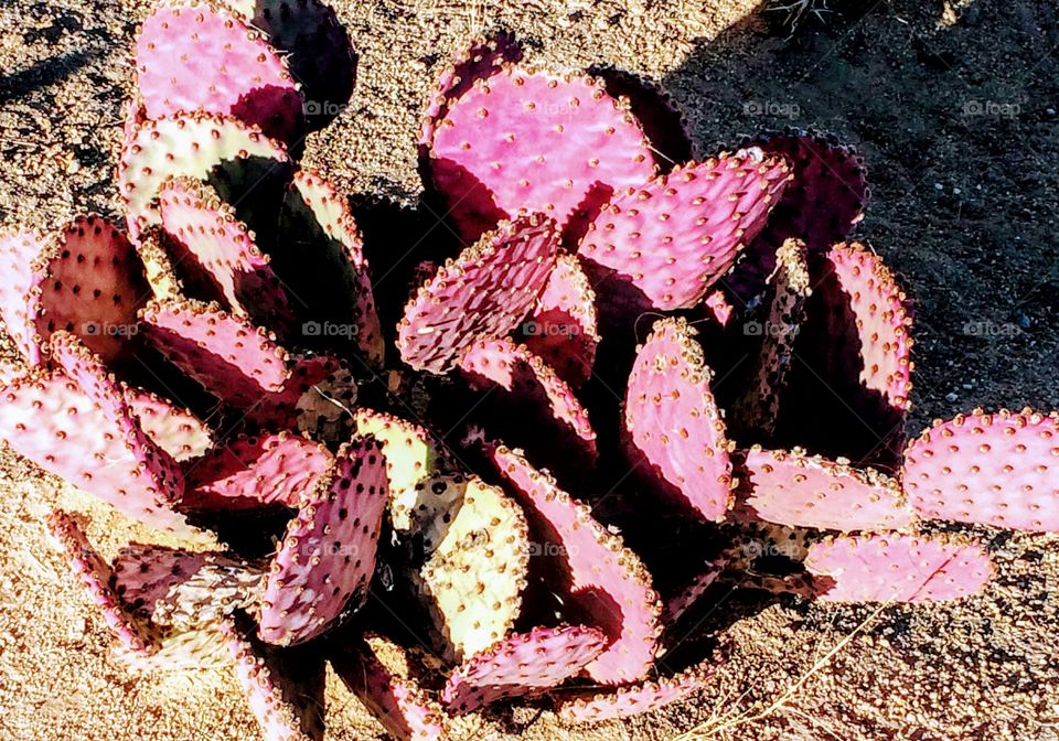 Pink Cactus