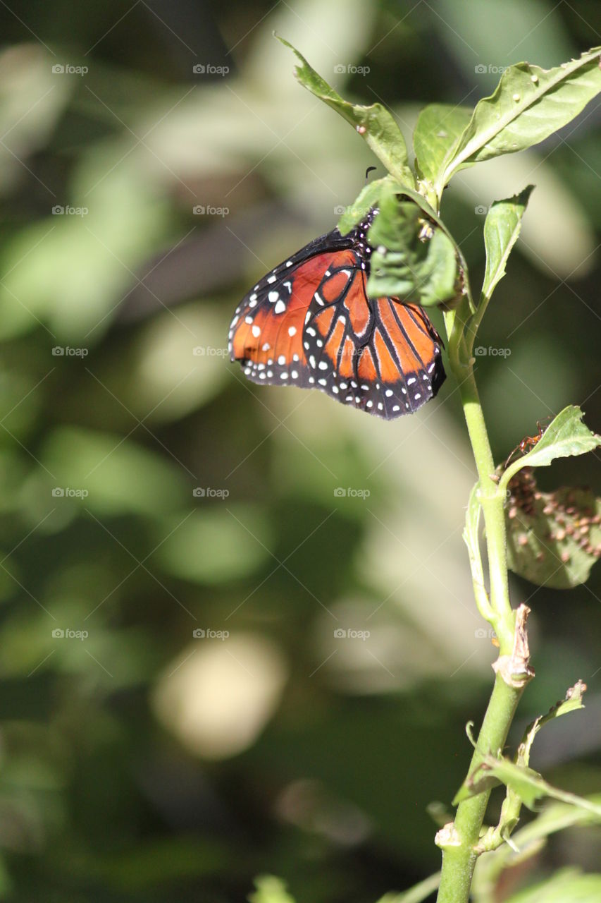 Monarch Butterfly