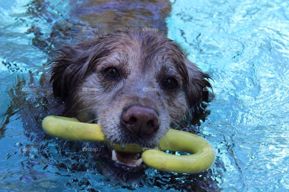 Swimming Dog